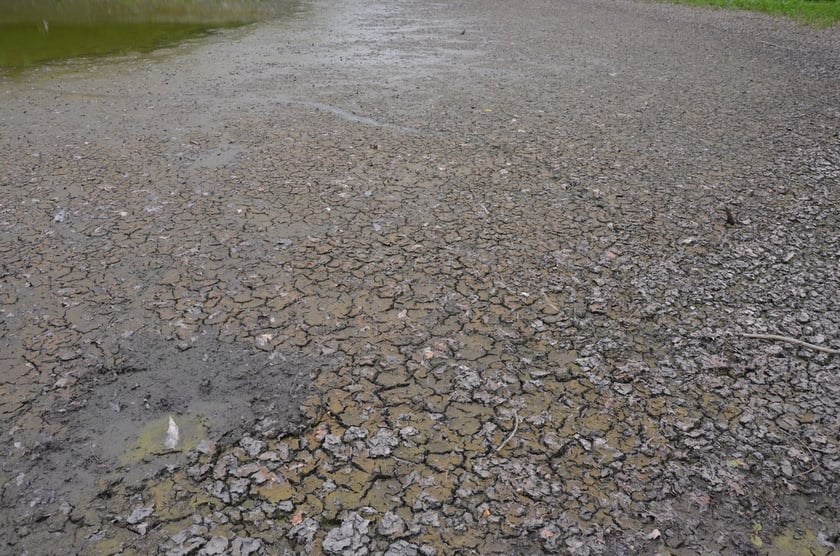 wysychający staw przy Kazimierskiej