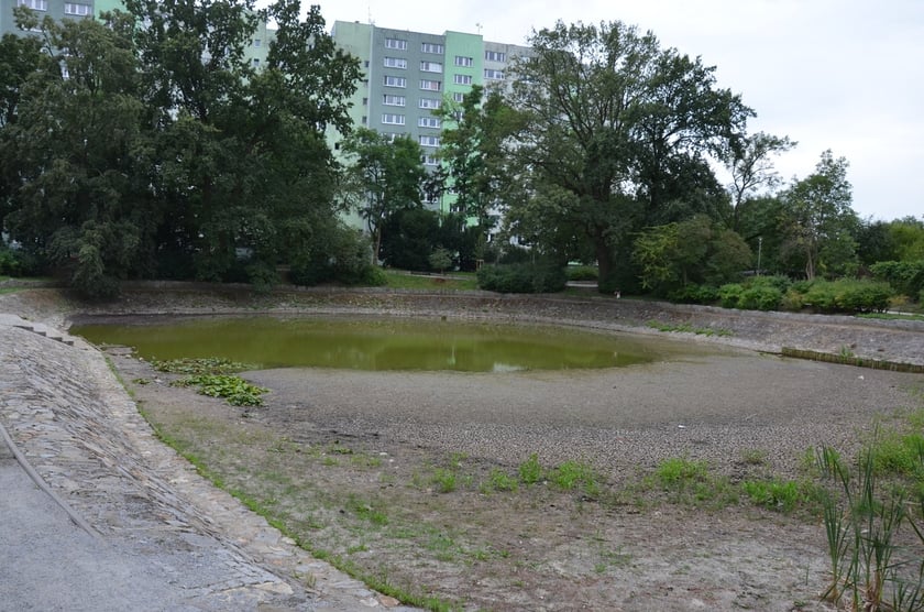 wysychający staw przy Kazimierskiej