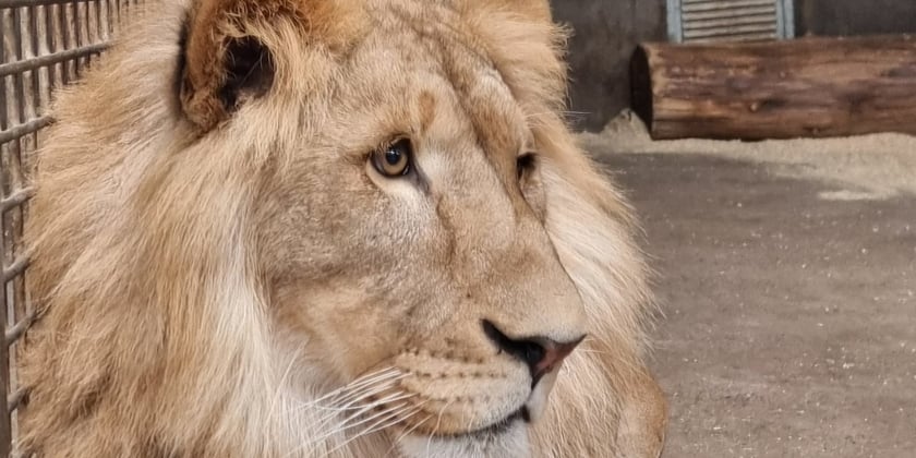 Togo, kt&oacute;ry niedługo przyjedzie do Wrocławia