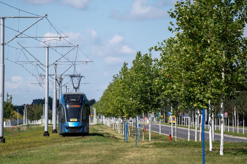 Młode drzewa przy ul. Kosmonautów