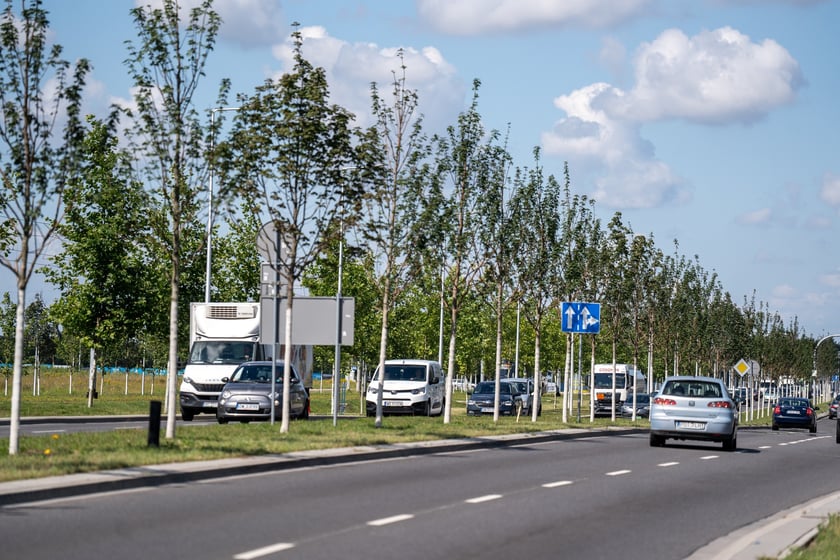 Młode drzewa przy ul. Kosmonautów