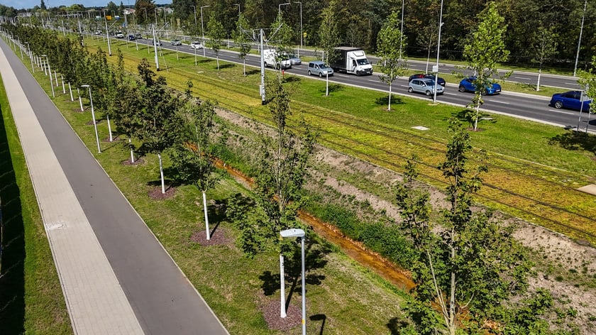 Młode drzewa przy ul. Kosmonautów