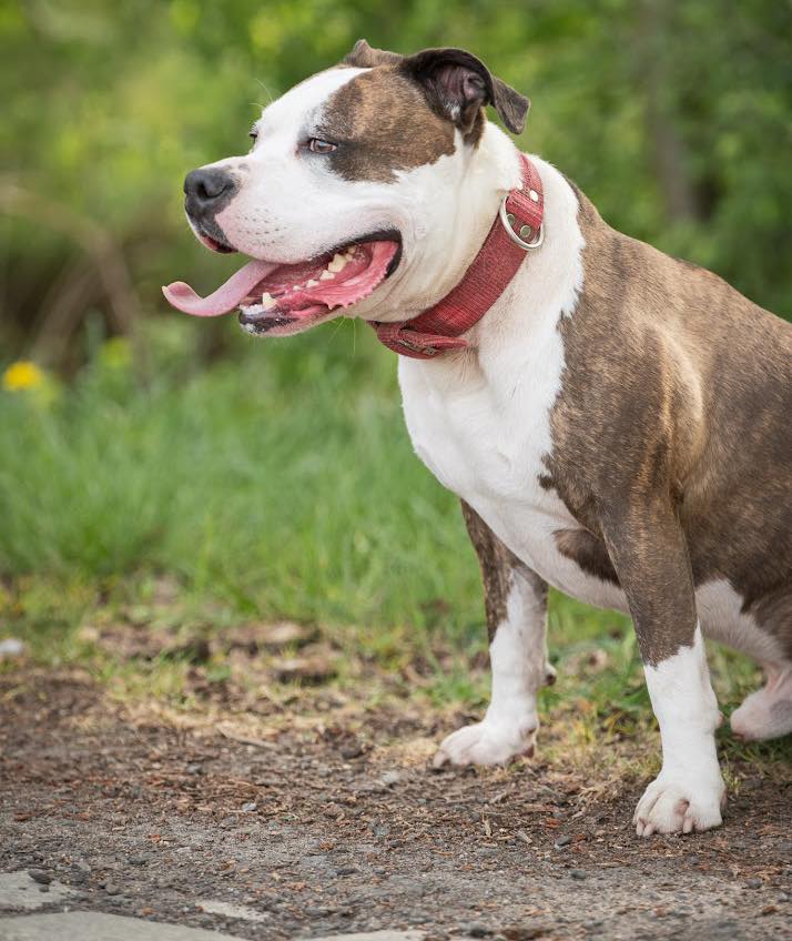 Heniu to młody amstaff. Miał wiele dom&oacute;w, ale żaden nie zdołał się nim odpowiednio zająć. To pies dla os&oacute;b doświadczonych. Heniu jest wylewny dla os&oacute;b, kt&oacute;re pozna i pokocha.