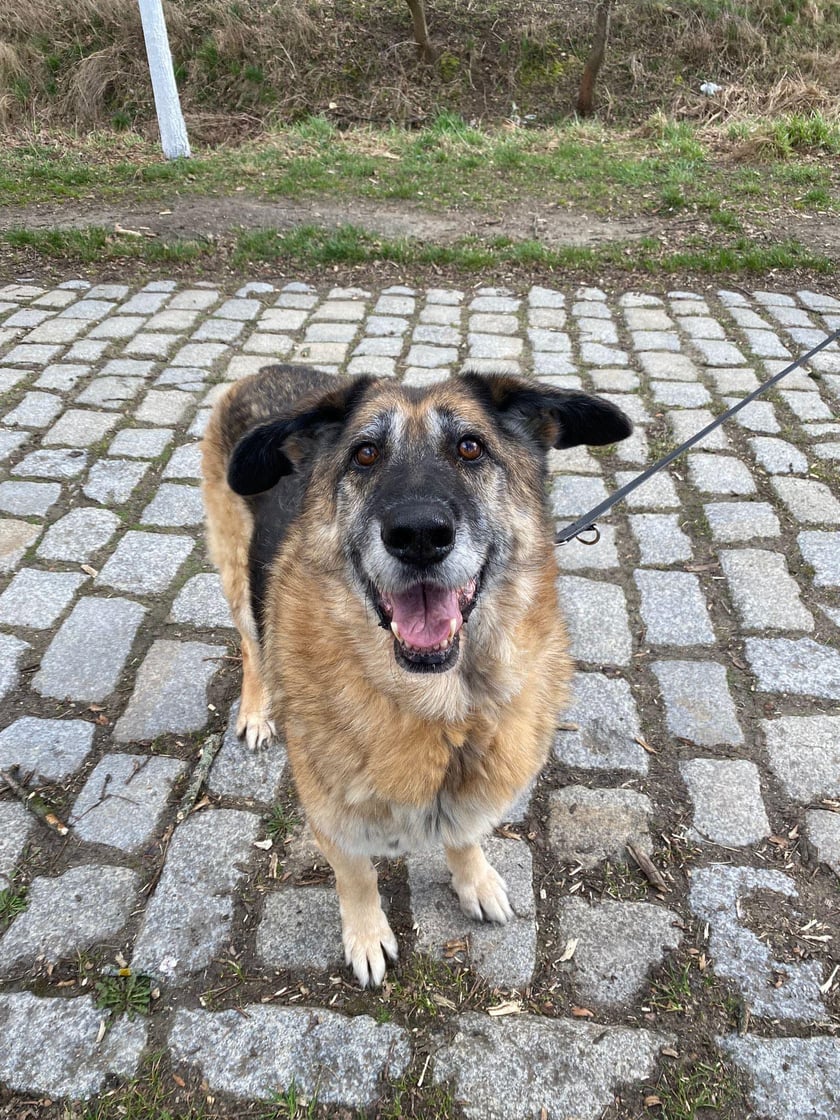 Kama ma ok. 8 lat. To sporych rozmiar&oacute;w suczka, kt&oacute;ra do schroniska trafiła jako znaleziona. Jest bardzo sympatyczna. Uwielbia spacery, dobrze dogaduje się z innymi psami.&nbsp;