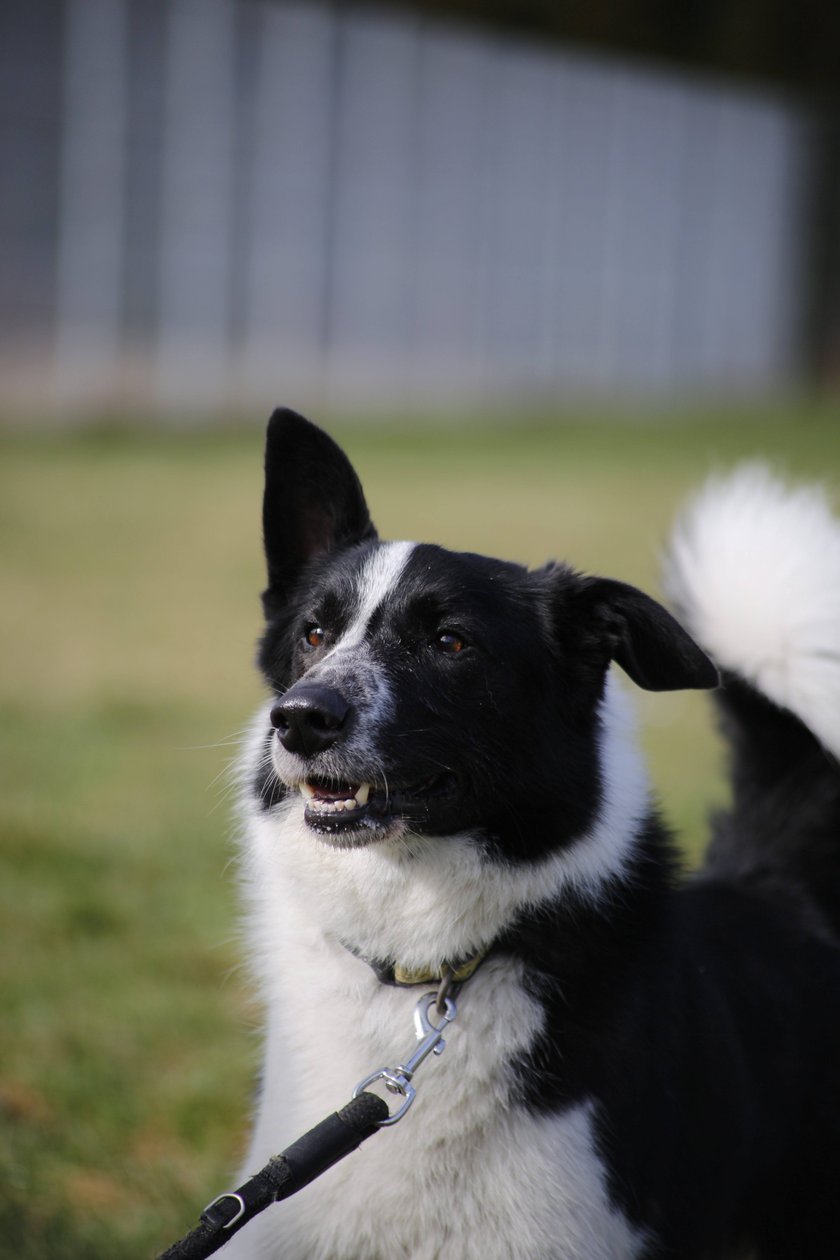 Rufi to młody pies w typie border collie. Miał wiele dom&oacute;w, ale nikt dotychczas sobie z nim nie poradził. Rufi wymaga specjalnej opieki &ndash; jest lękliwy, potrzebuje wsparcia. Bardzo mocno związuje się z osobami, kt&oacute;re pozna i im zaufa. Jest inteligentny, bystry.