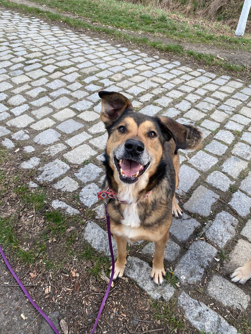 Przesympatyczny Ziggy gorąco poleca się do adopcji. To średniej wielkości pies o wspaniałym charakterze. Bardzo wylewny i łasy na &bdquo;głaski&rdquo; oraz dobre słowo opiekuna. Ziggy to wylewny i uczuciowy piesek.