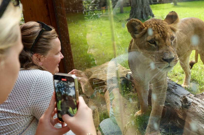 Uroczyste otwarcie nowej Lwiarni we wrocławskim zoo