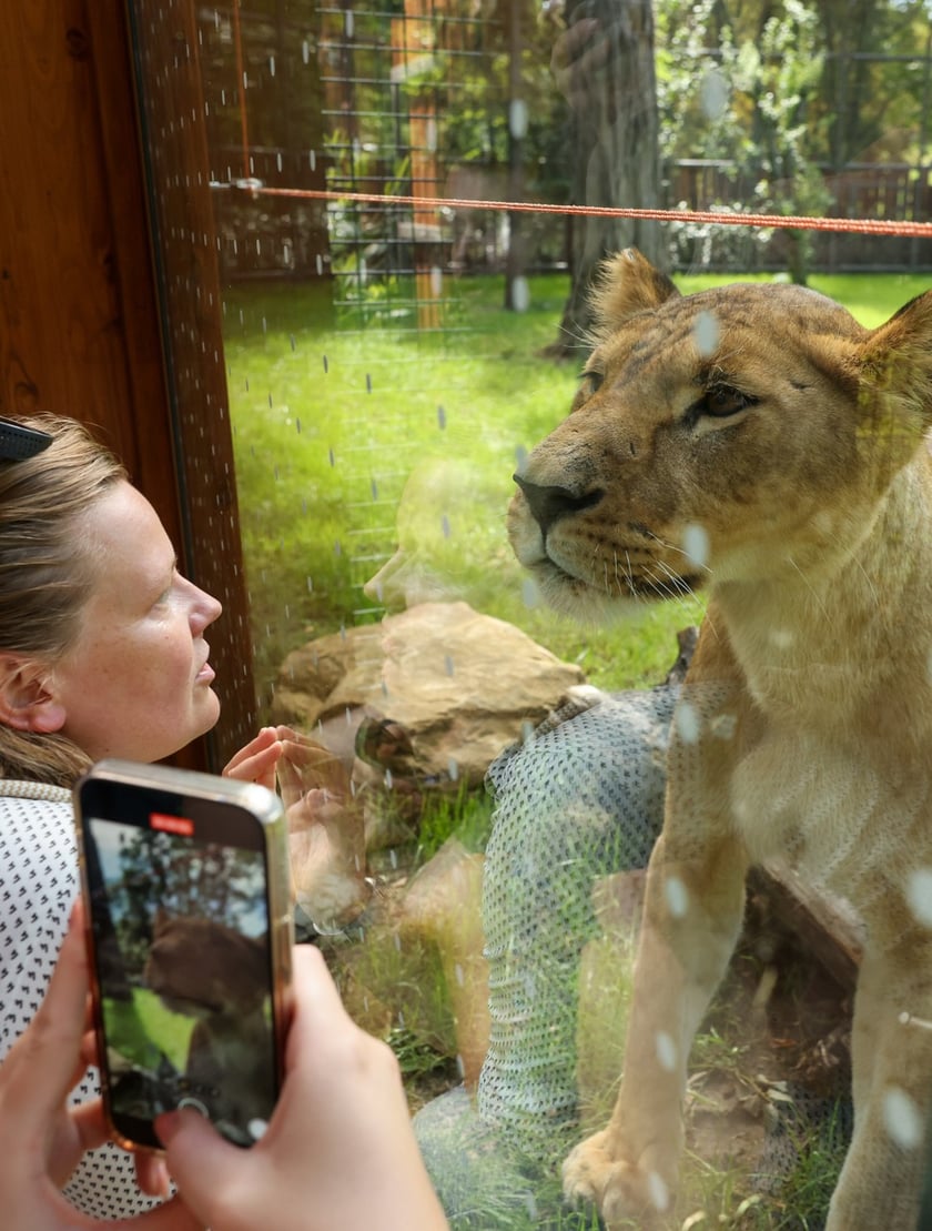 Uroczyste otwarcie nowej Lwiarni we wrocławskim zoo