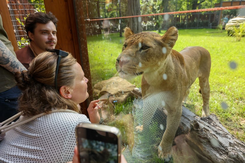 Uroczyste otwarcie nowej Lwiarni we wrocławskim zoo