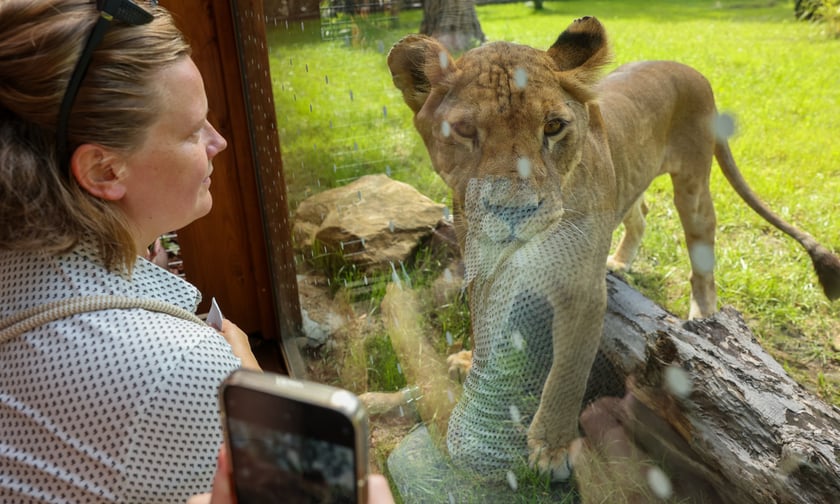 Uroczyste otwarcie nowej Lwiarni we wrocławskim zoo