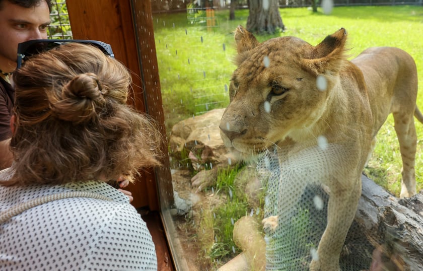 Uroczyste otwarcie nowej Lwiarni we wrocławskim zoo