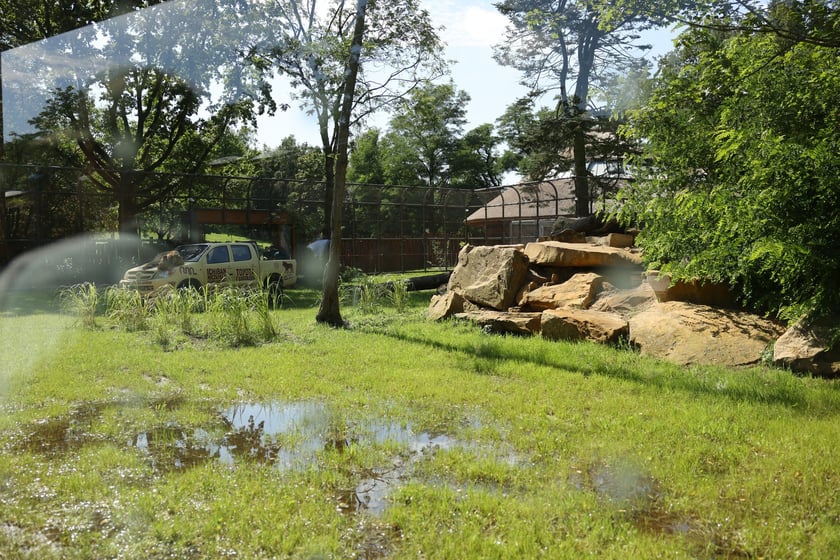 Uroczyste otwarcie nowej Lwiarni we wrocławskim zoo