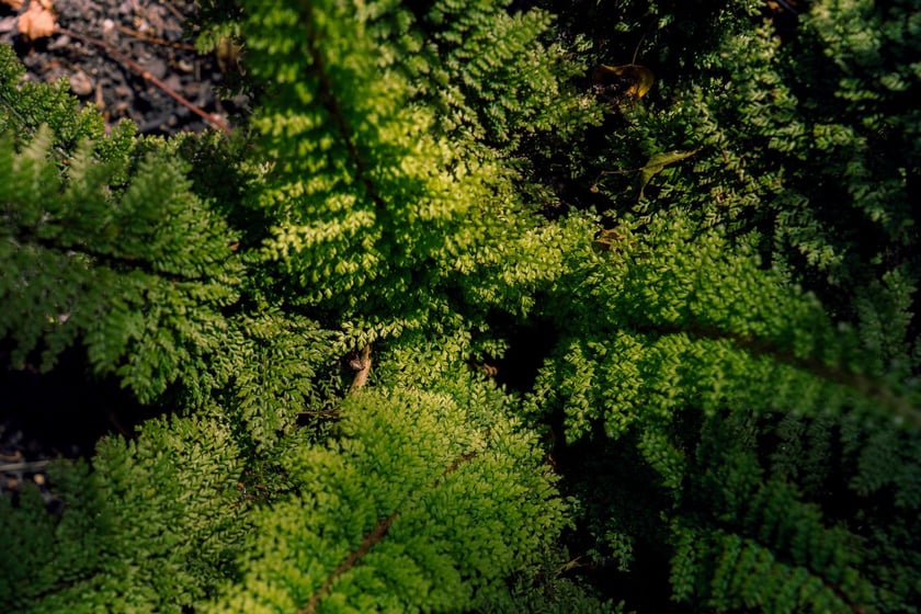 Ogród Botaniczny UWr