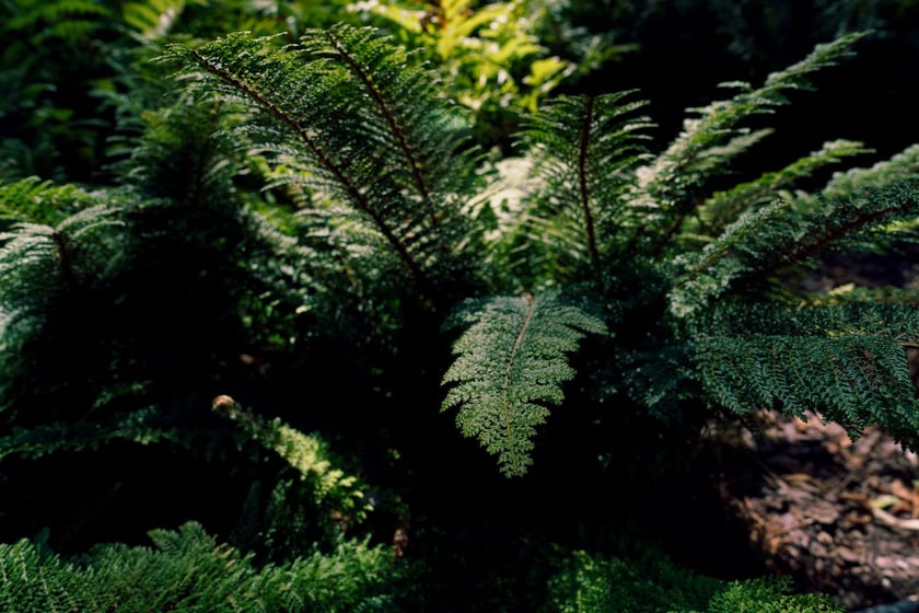 Ogród Botaniczny UWr