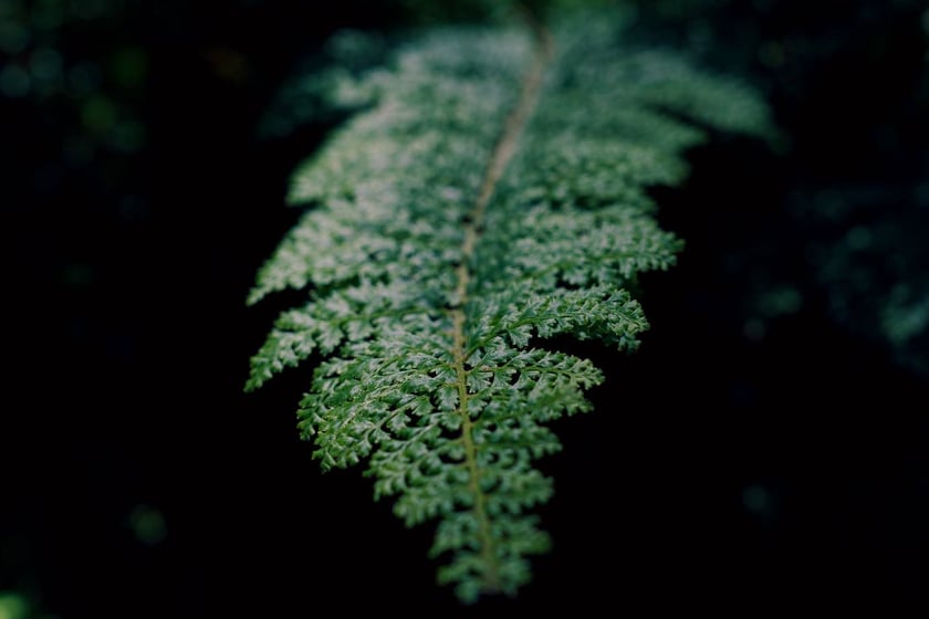 Ogród Botaniczny UWr