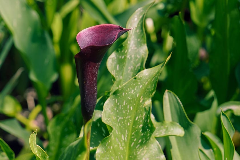 Ogród Botaniczny UWr