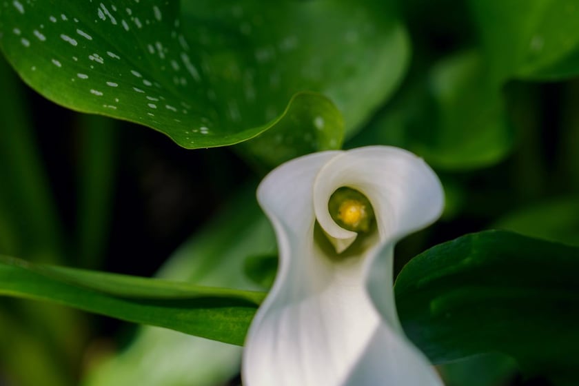 Ogród Botaniczny UWr