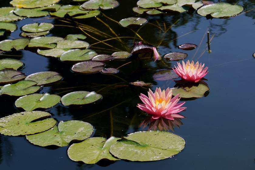 Ogród Botaniczny UWr