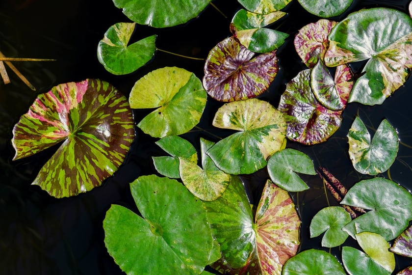 Ogród Botaniczny UWr