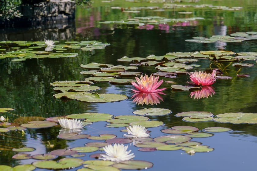 Ogród Botaniczny UWr
