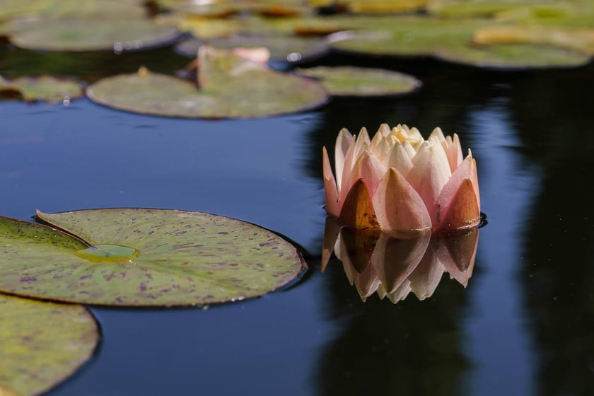 Ogród Botaniczny UWr