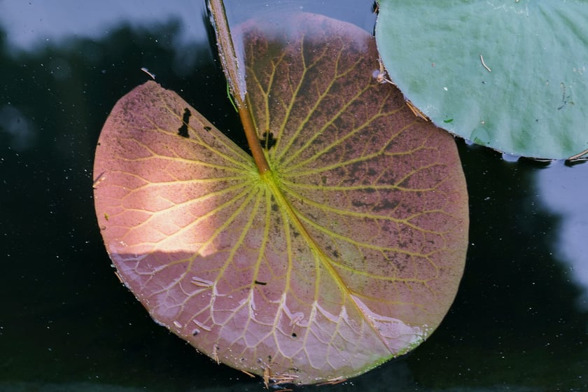 Ogród Botaniczny UWr