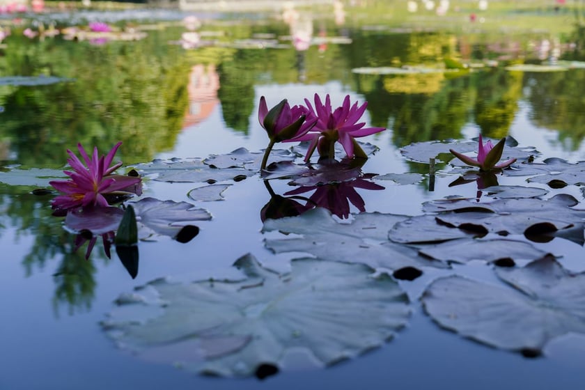 Ogród Botaniczny UWr
