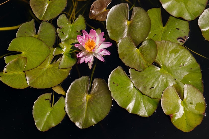 Ogród Botaniczny UWr