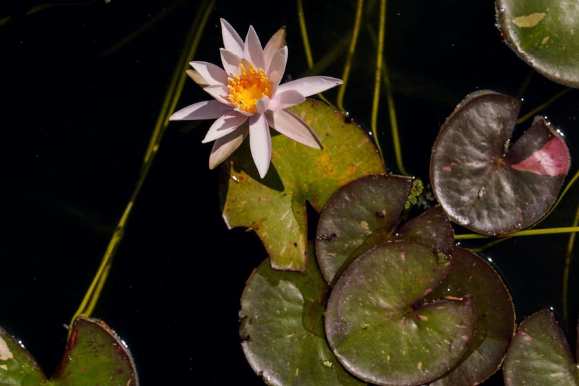 Ogród Botaniczny UWr