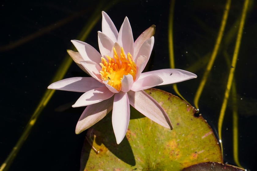 Ogród Botaniczny UWr