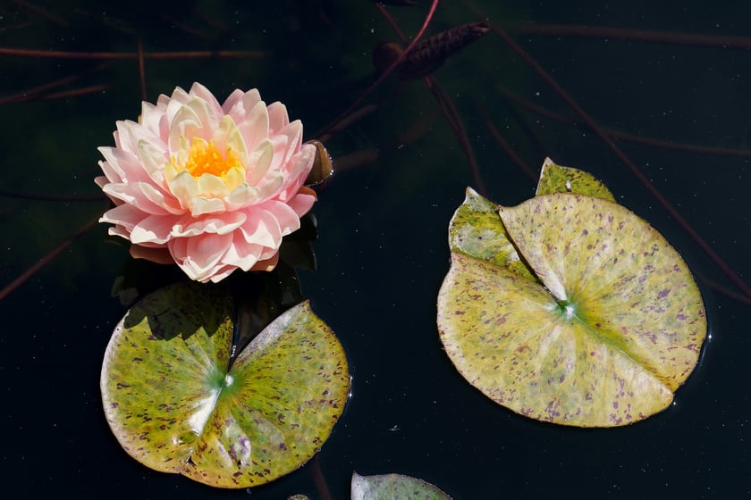 Ogród Botaniczny UWr