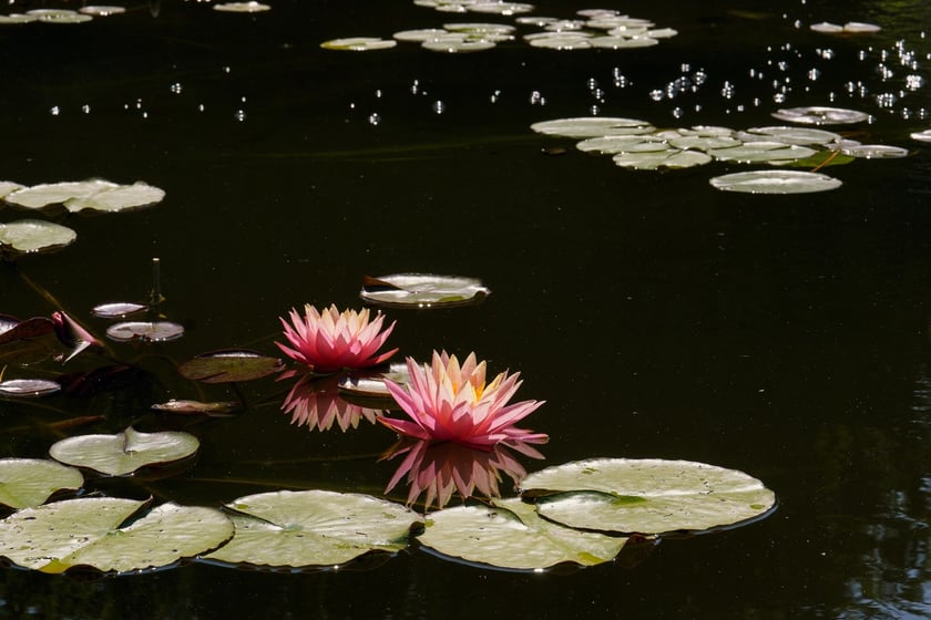 Ogród Botaniczny UWr
