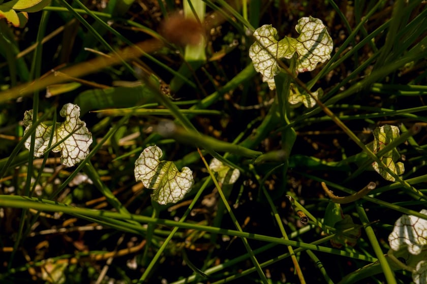 Ogród Botaniczny UWr