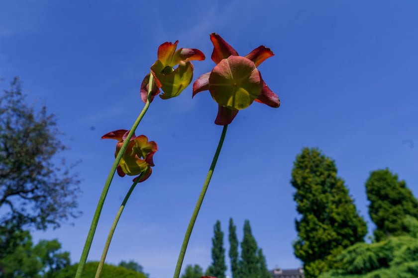 Ogród Botaniczny UWr