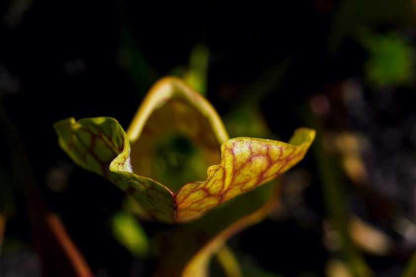 Ogród Botaniczny UWr