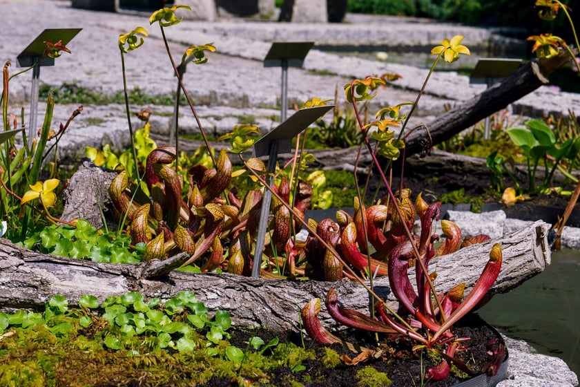 Ogród Botaniczny UWr