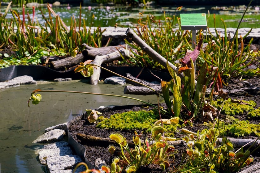 Ogród Botaniczny UWr