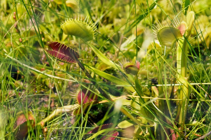 Ogród Botaniczny UWr