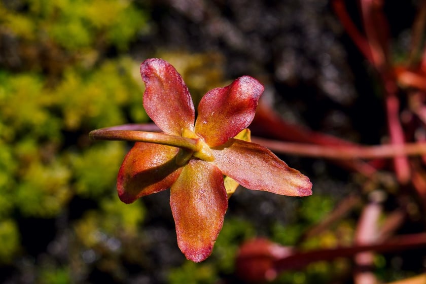 Ogród Botaniczny UWr
