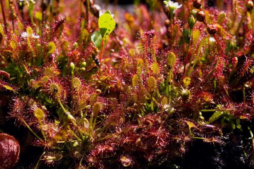 Ogród Botaniczny UWr