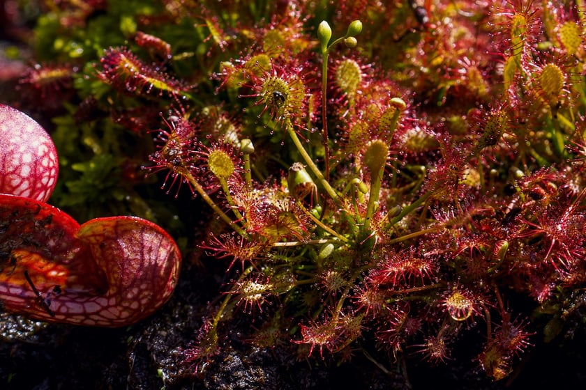 Ogród Botaniczny UWr