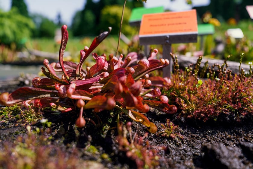 Ogród Botaniczny UWr