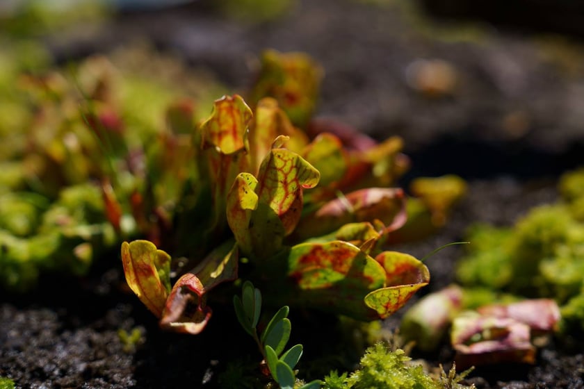 Ogród Botaniczny UWr
