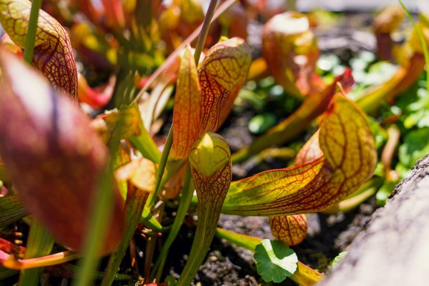 Ogród Botaniczny UWr