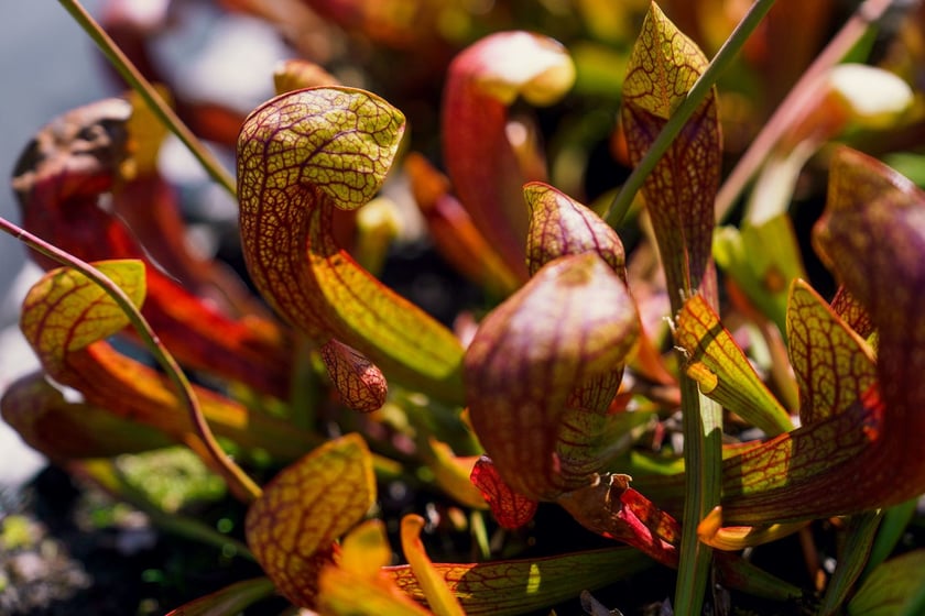 Ogród Botaniczny UWr
