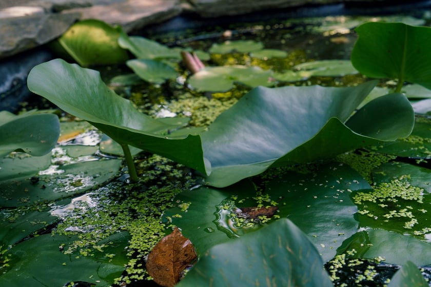 Ogród Botaniczny UWr