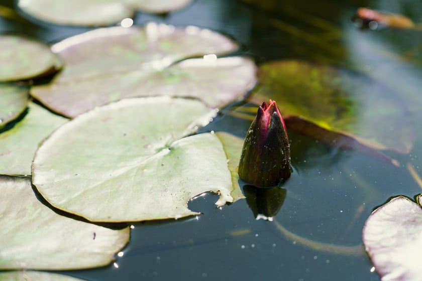 Ogród Botaniczny UWr