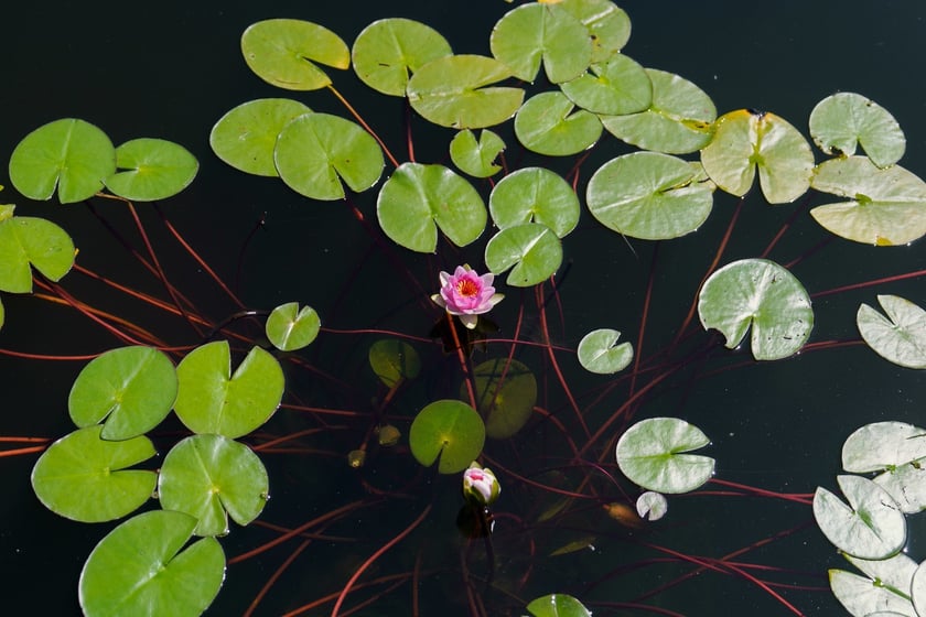 Ogród Botaniczny UWr