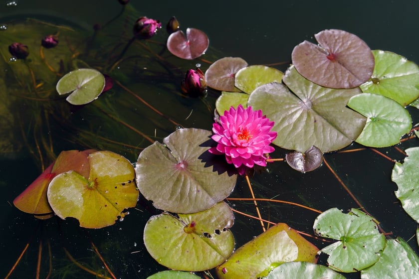 Ogród Botaniczny UWr