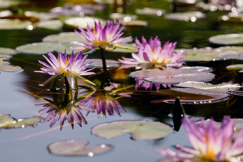 Ogród Botaniczny UWr